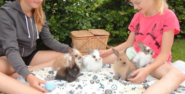 Kanin Gandrups Junior billede 4