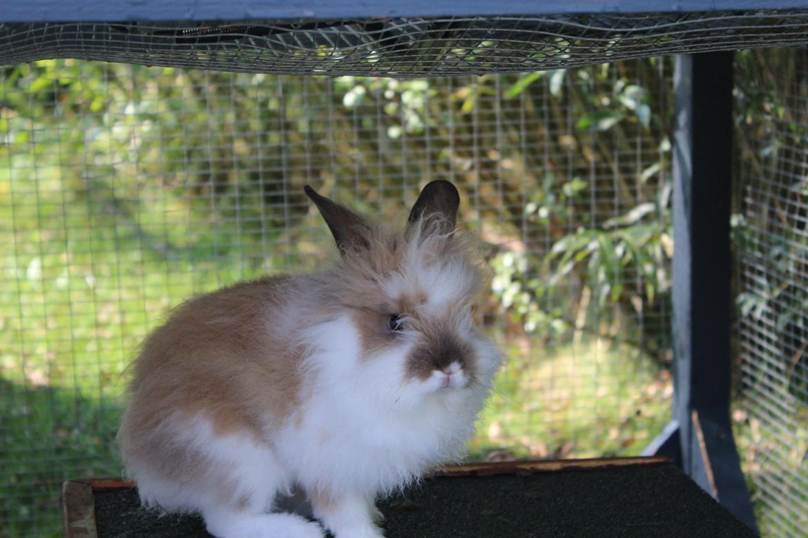 Kanin Gandrups Junior billede 8