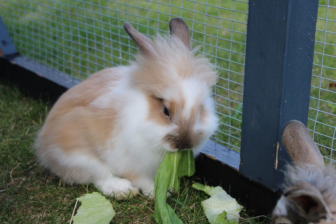 Kanin Gandrups Junior billede 10