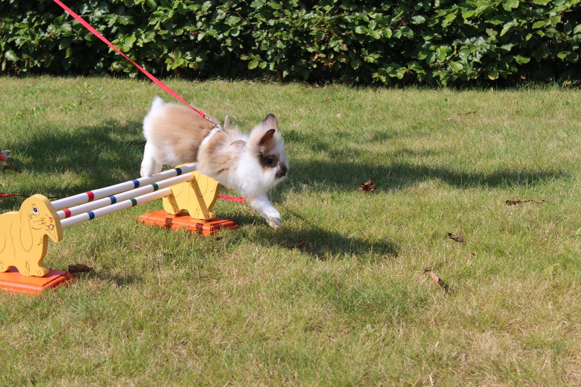 Kanin Gandrups Junior billede 11