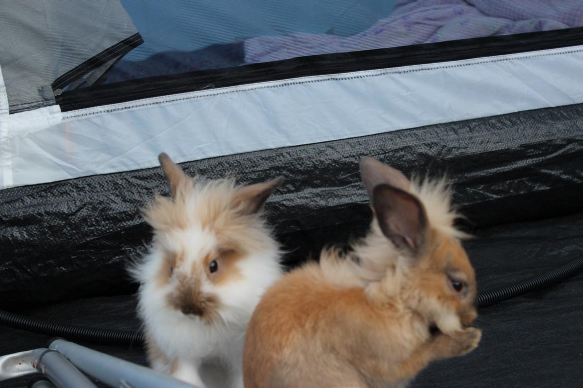 Kanin Gandrups Junior billede 13