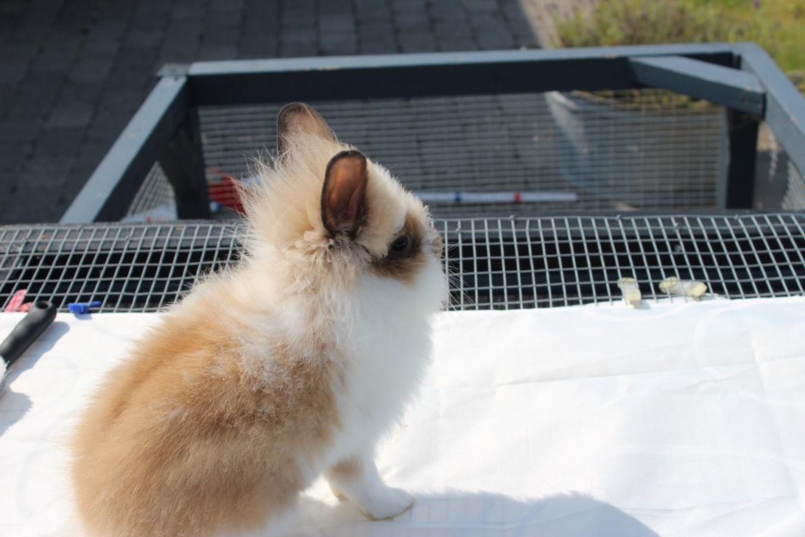 Kanin Gandrups Junior billede 12