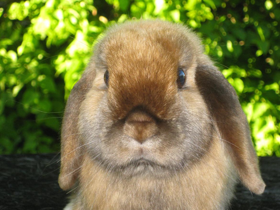 Kanin Baby Sunshine billede 3