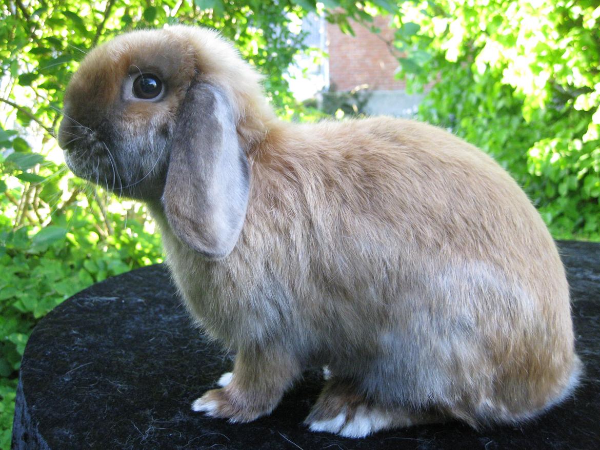 Kanin Baby Sunshine billede 1