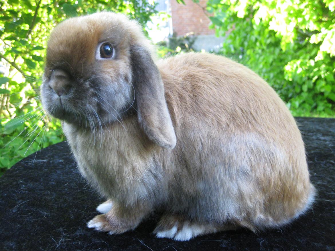 Kanin Baby Sunshine billede 5