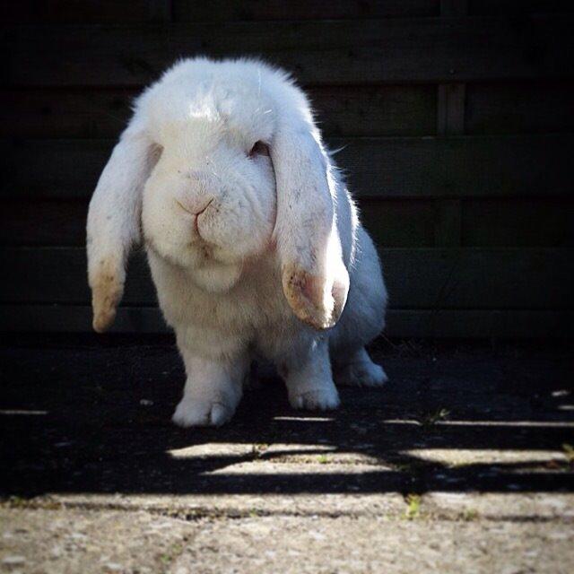 Kanin Isbjørn billede 3