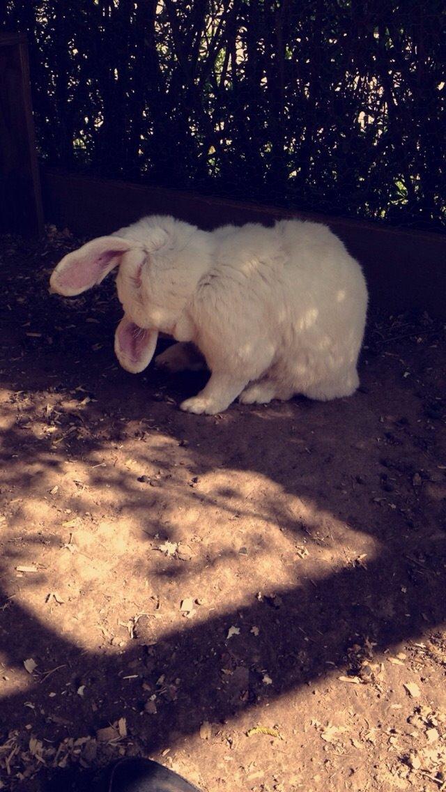 Kanin Isbjørn billede 4