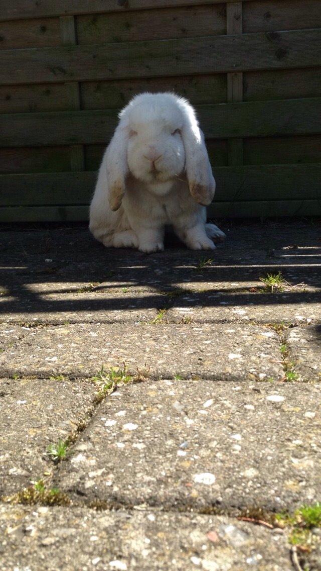 Kanin Isbjørn billede 2