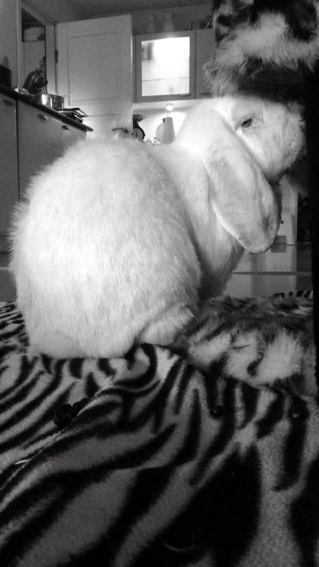 Kanin Isbjørn - isbjørn min skønne kanin❤️ billede 5