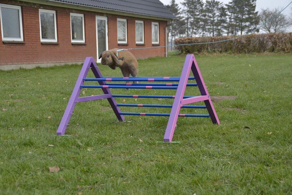 Kanin Sofiagårdens Eagle Air billede 1