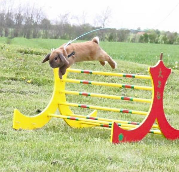 Kanin Sofiagårdens Eagle Air billede 3