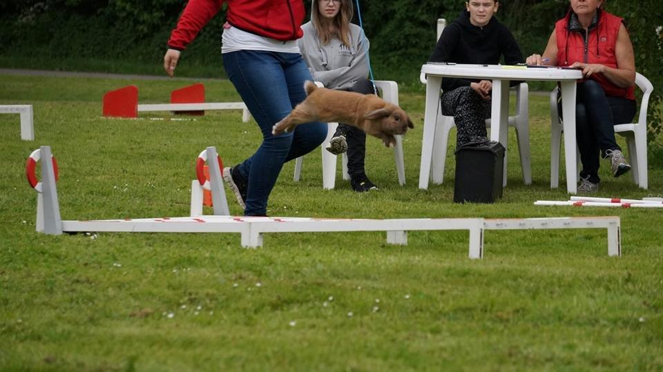 Kanin Sofiagårdens Eagle Air billede 4