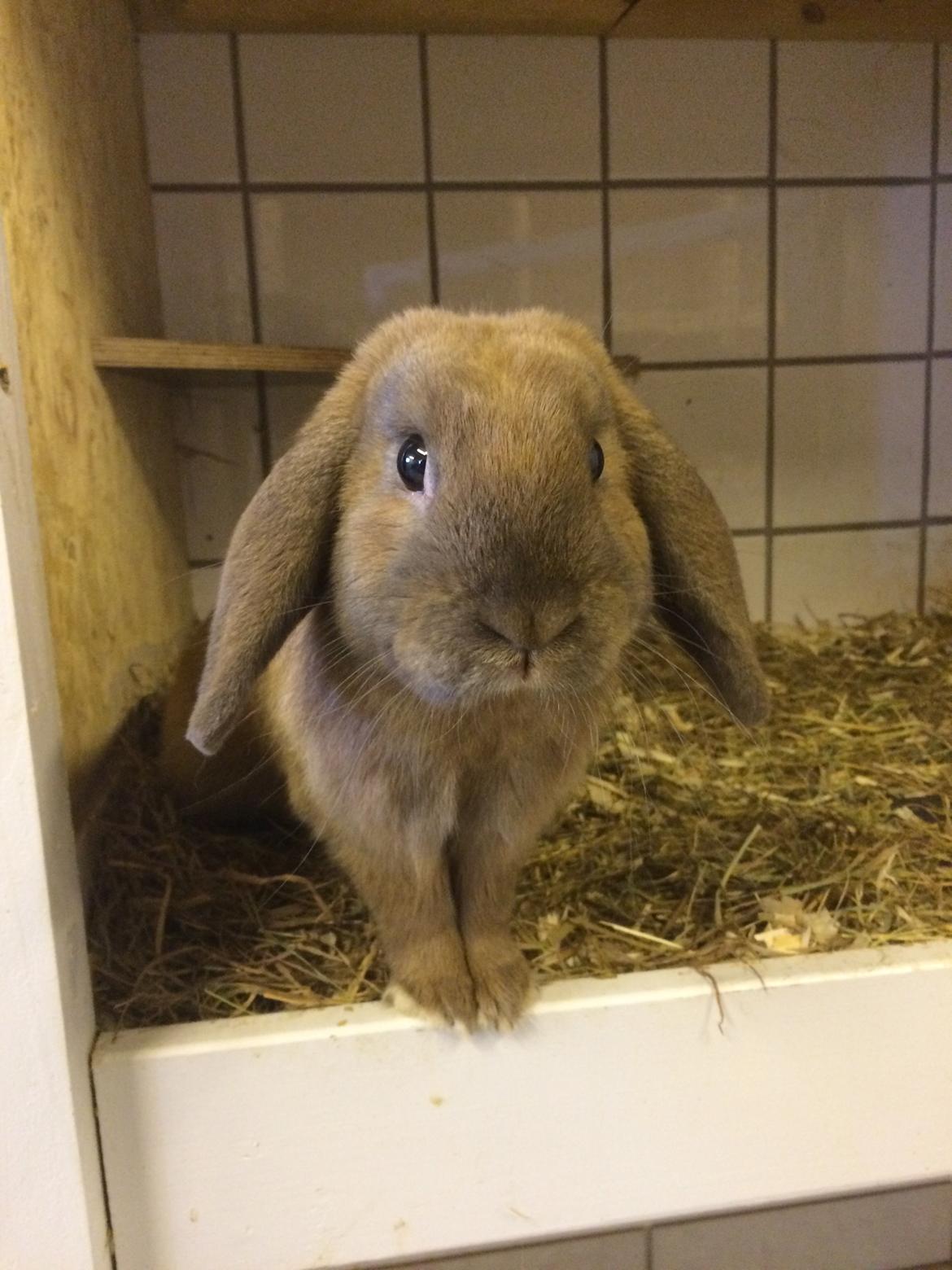 Kanin Sofiagårdens Eagle Air billede 5