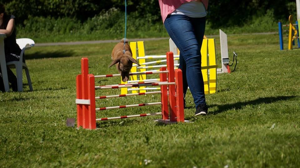 Kanin Sofiagårdens Eagle Air billede 2