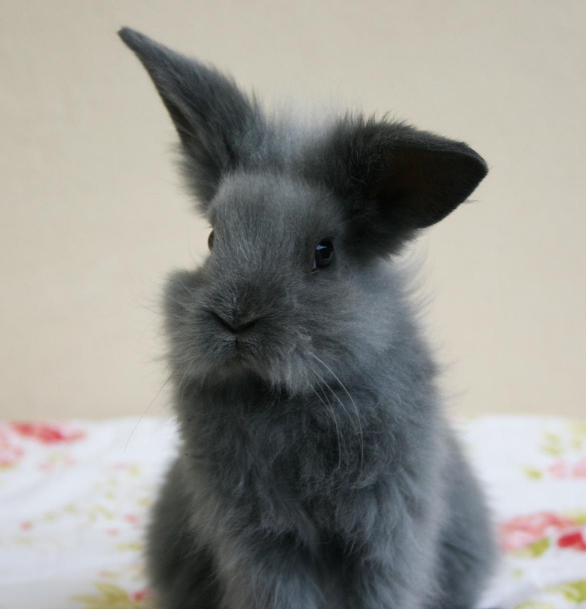 Kanin BlueBunnies AlPi Jon Snow "Blue" billede 17