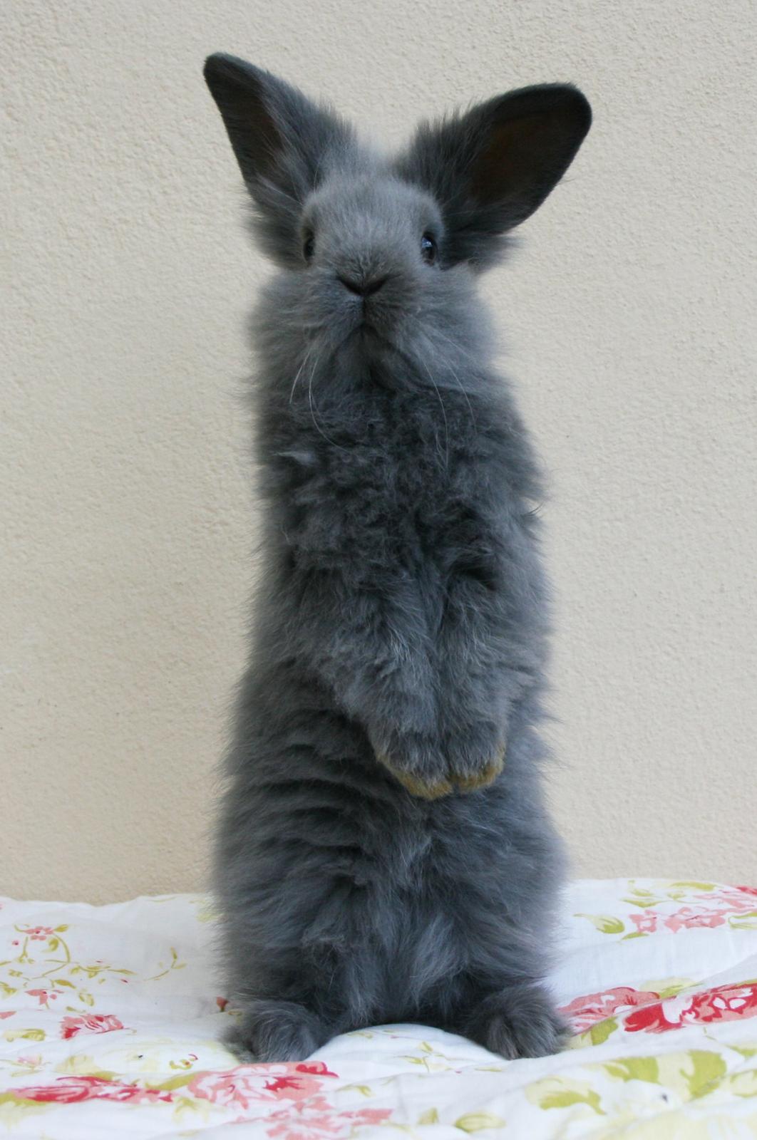 Kanin BlueBunnies AlPi Jon Snow "Blue" billede 18