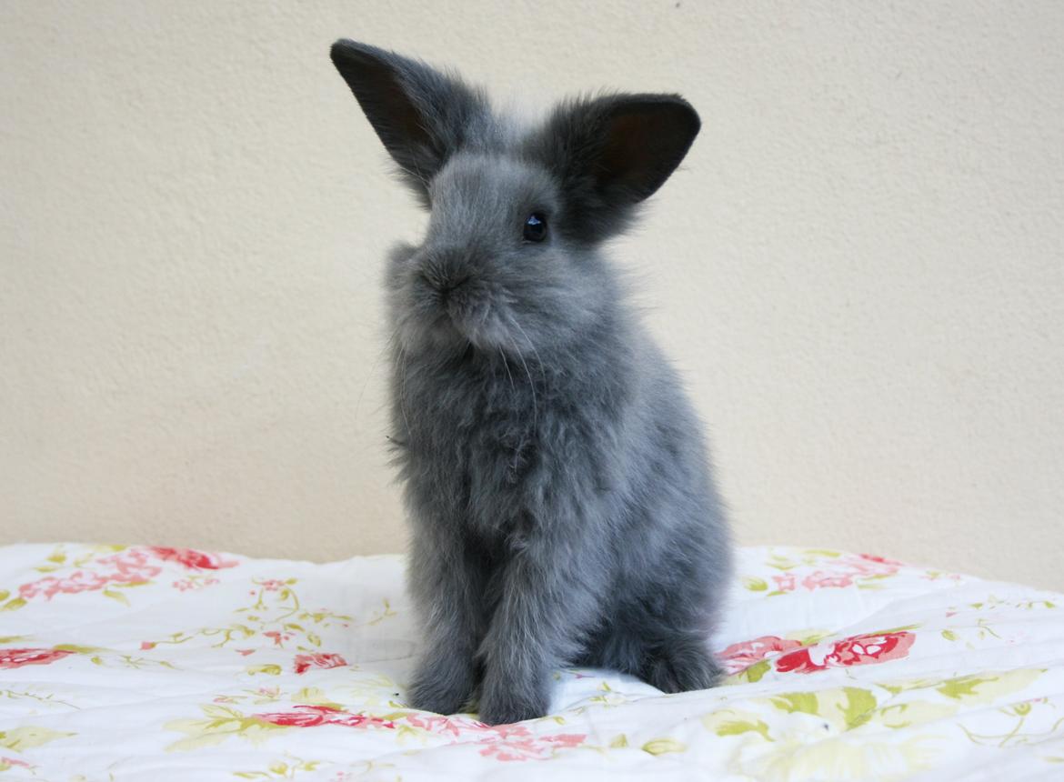 Kanin BlueBunnies AlPi Jon Snow "Blue" billede 19