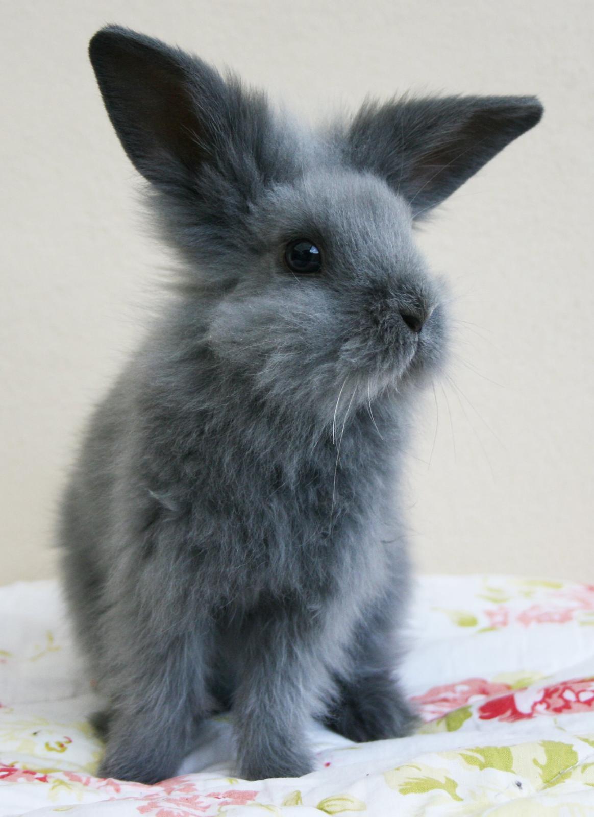 Kanin BlueBunnies AlPi Jon Snow "Blue" billede 16