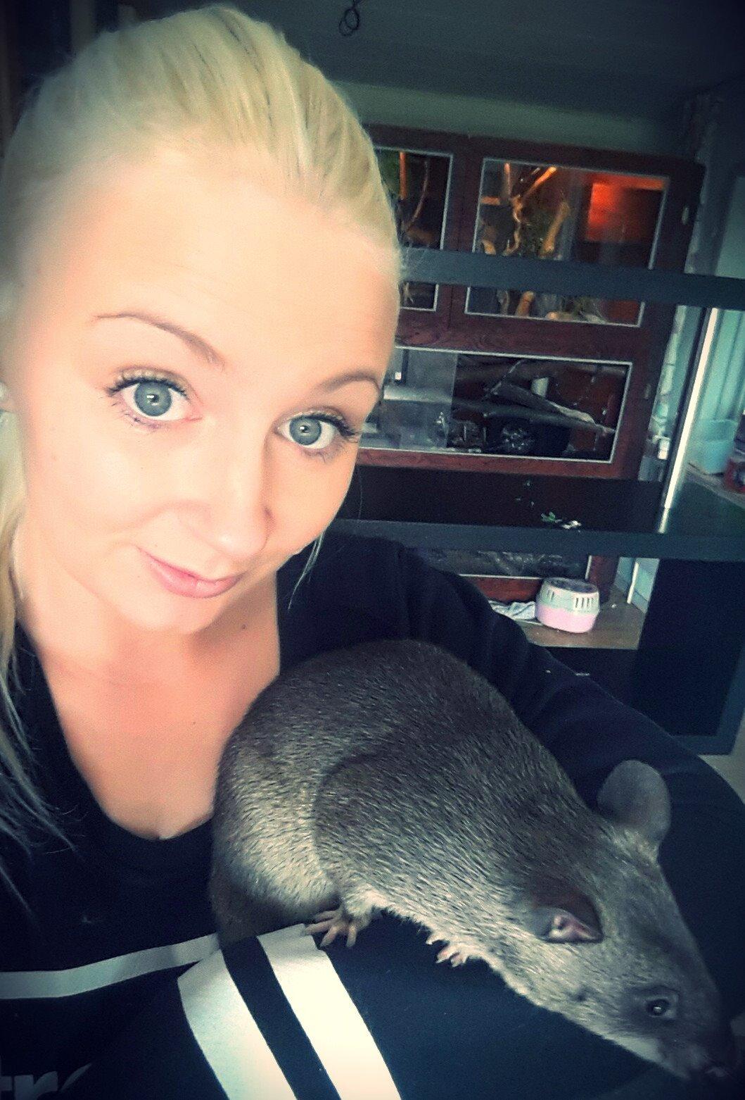 Tamrotte (GAMBIANSK KÆMPEROTTE) Higgels Bigotes billede 23