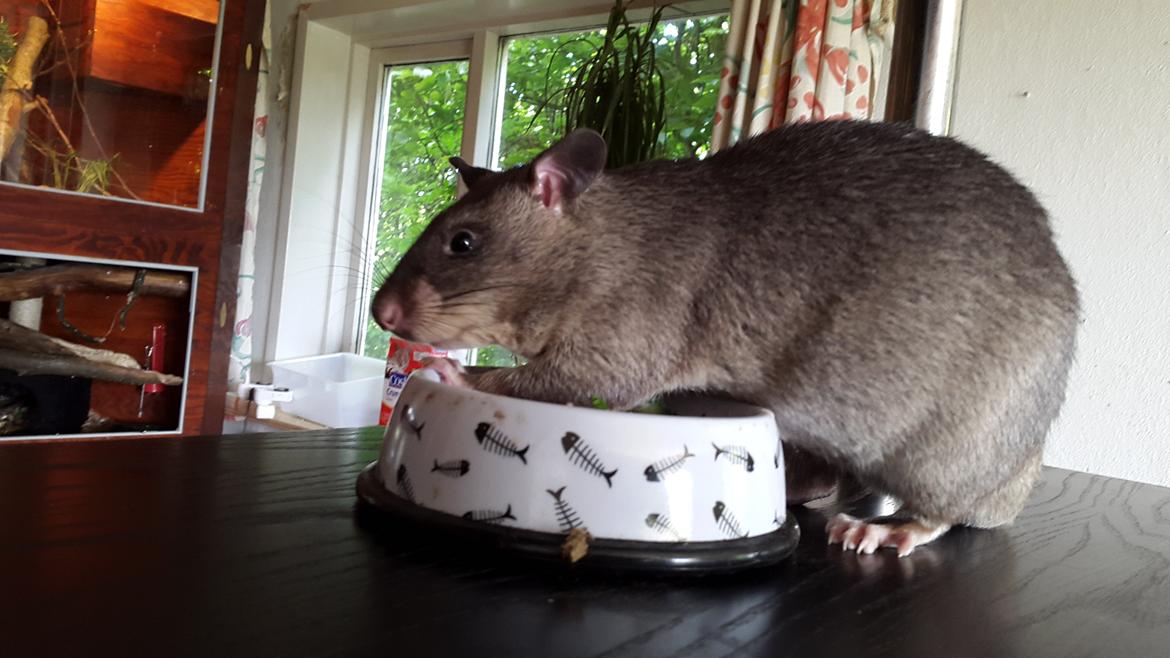 Tamrotte (GAMBIANSK KÆMPEROTTE) Higgels Bigotes billede 24