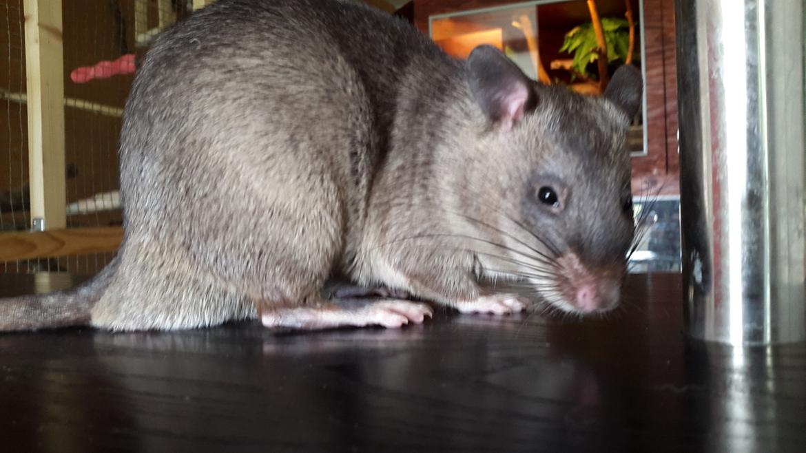 Tamrotte (GAMBIANSK KÆMPEROTTE) Higgels Bigotes billede 25