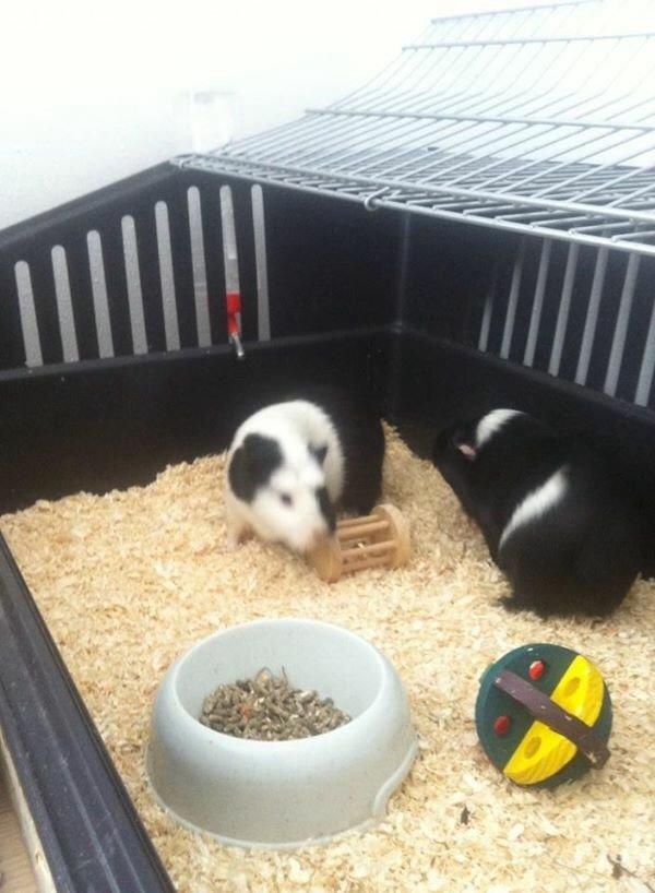 Marsvin Oreo billede 4
