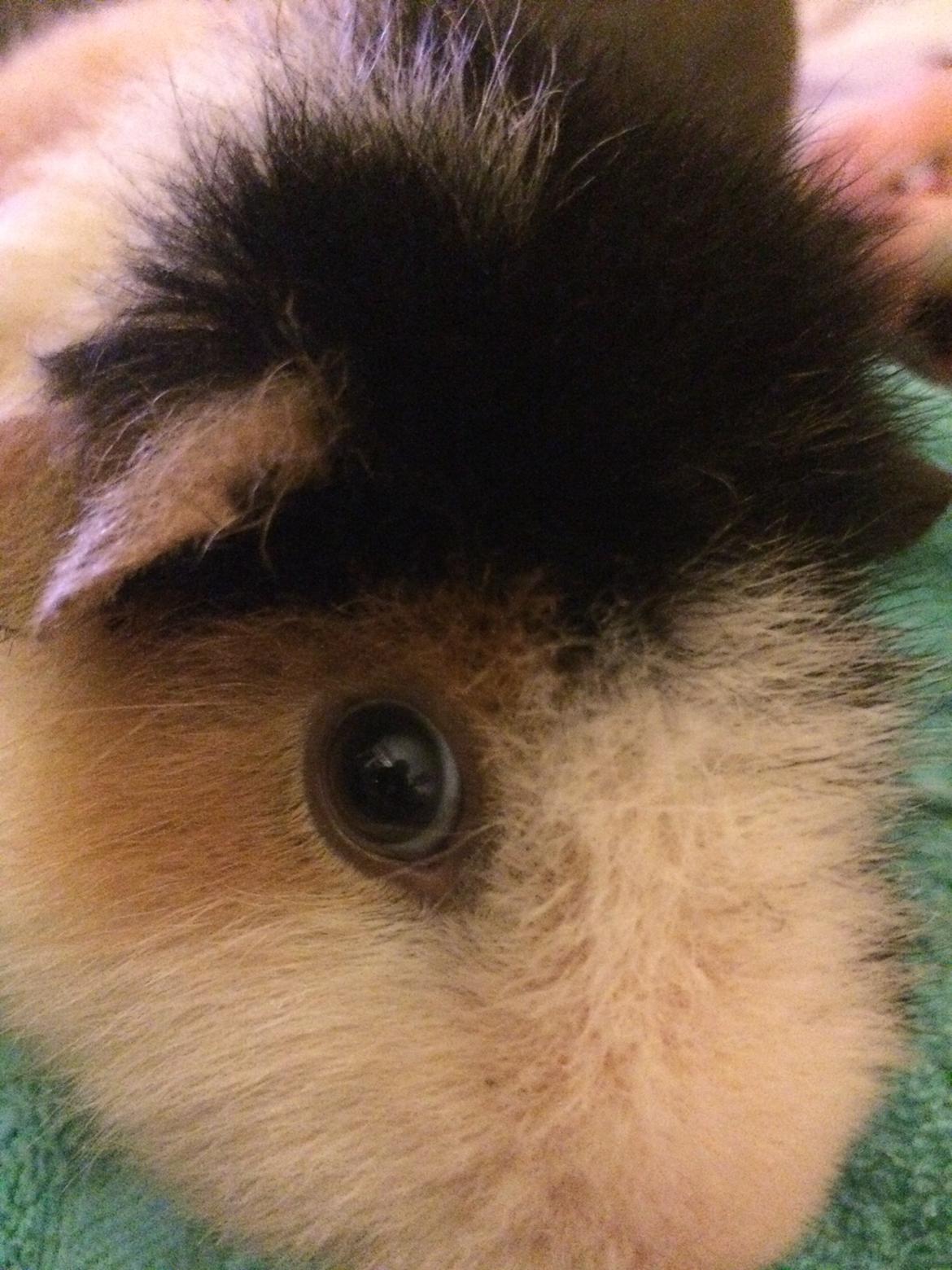 Marsvin Putte billede 3