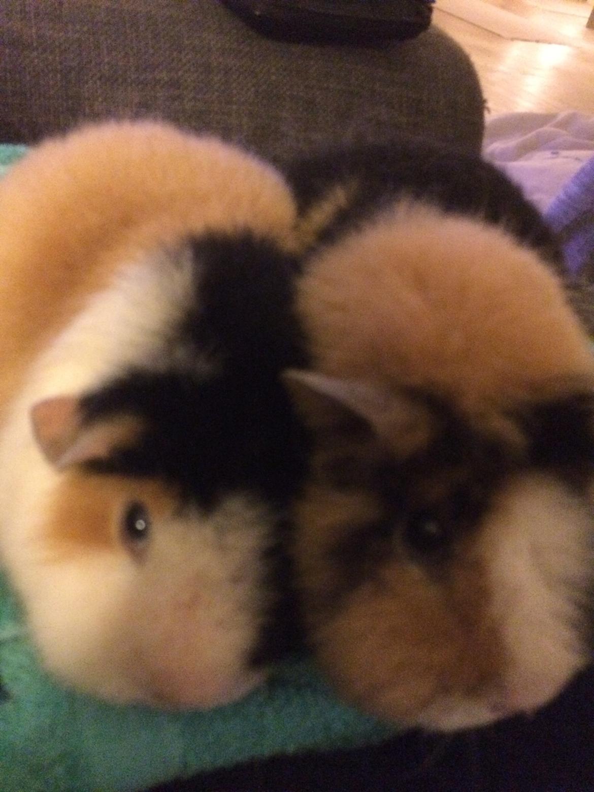 Marsvin Putte - putte sammen med sin bror 💗 billede 4