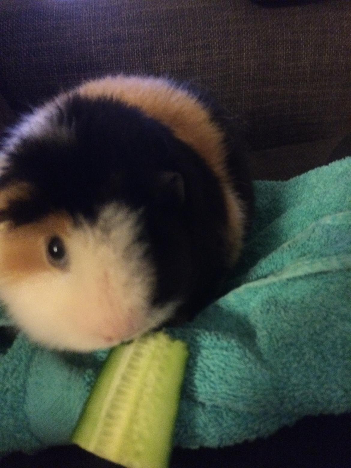 Marsvin Putte - det er altid lækkert med en agurk😋 billede 5