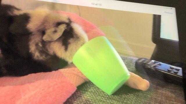 Marsvin Putte - her vælter hendes bror glasset 😝 billede 6