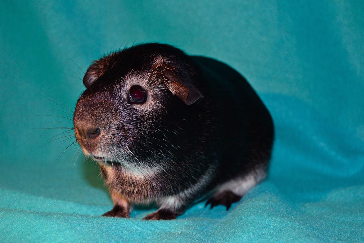 Marsvin Elmo billede 1