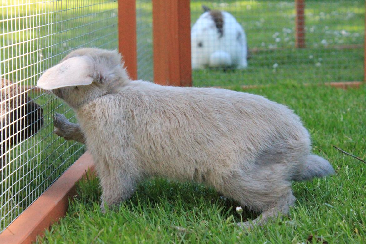Kanin Sommerly's Jellyfish Cloud billede 6