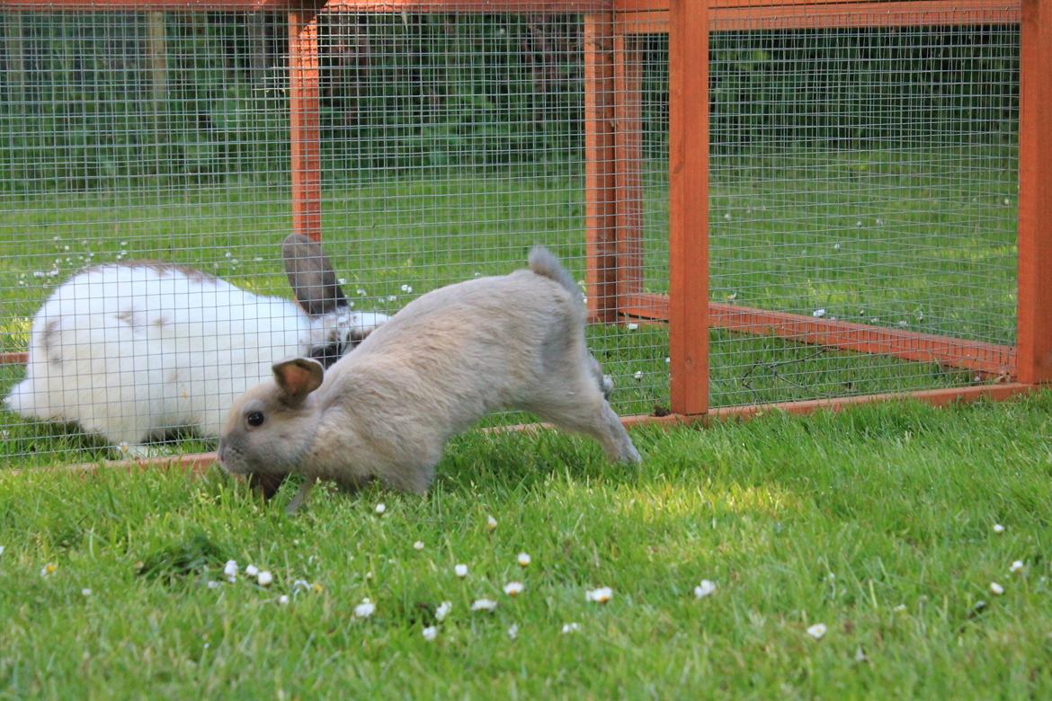 Kanin Sommerly's Jellyfish Cloud billede 2