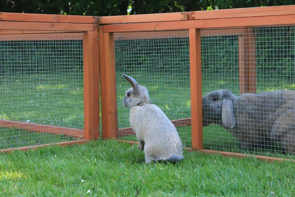 Kanin Sommerly's Jellyfish Cloud billede 3
