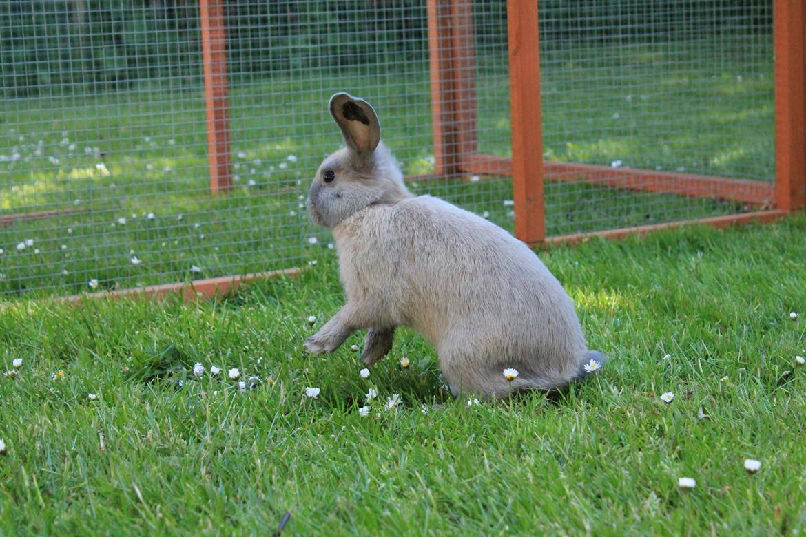 Kanin Sommerly's Jellyfish Cloud billede 4