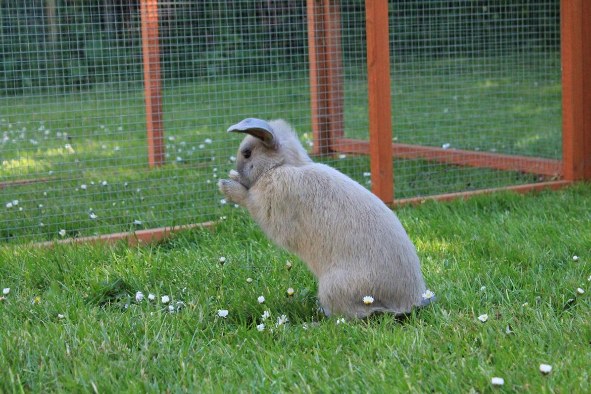 Kanin Sommerly's Jellyfish Cloud billede 5