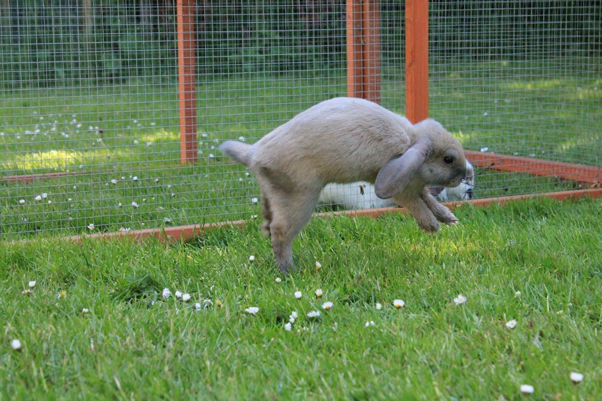 Kanin Sommerly's Jellyfish Cloud billede 7