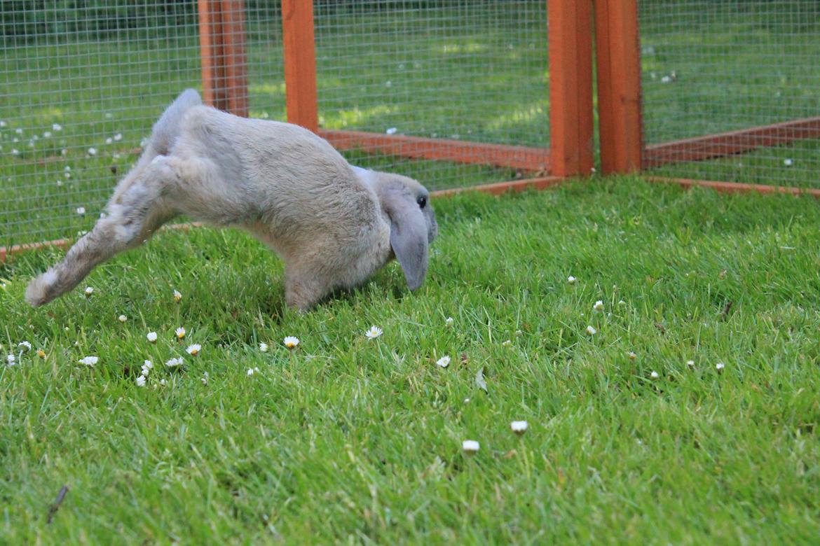 Kanin Sommerly's Jellyfish Cloud billede 9