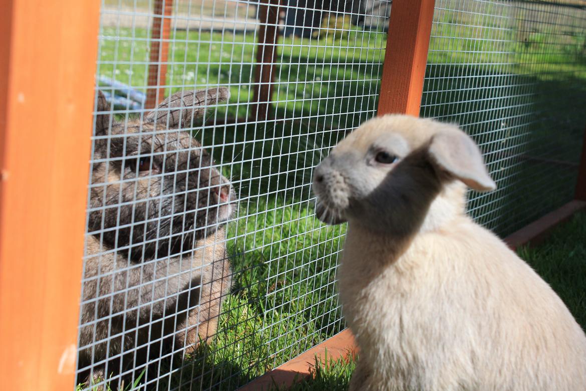 Kanin Sommerly's Jellyfish Cloud billede 8