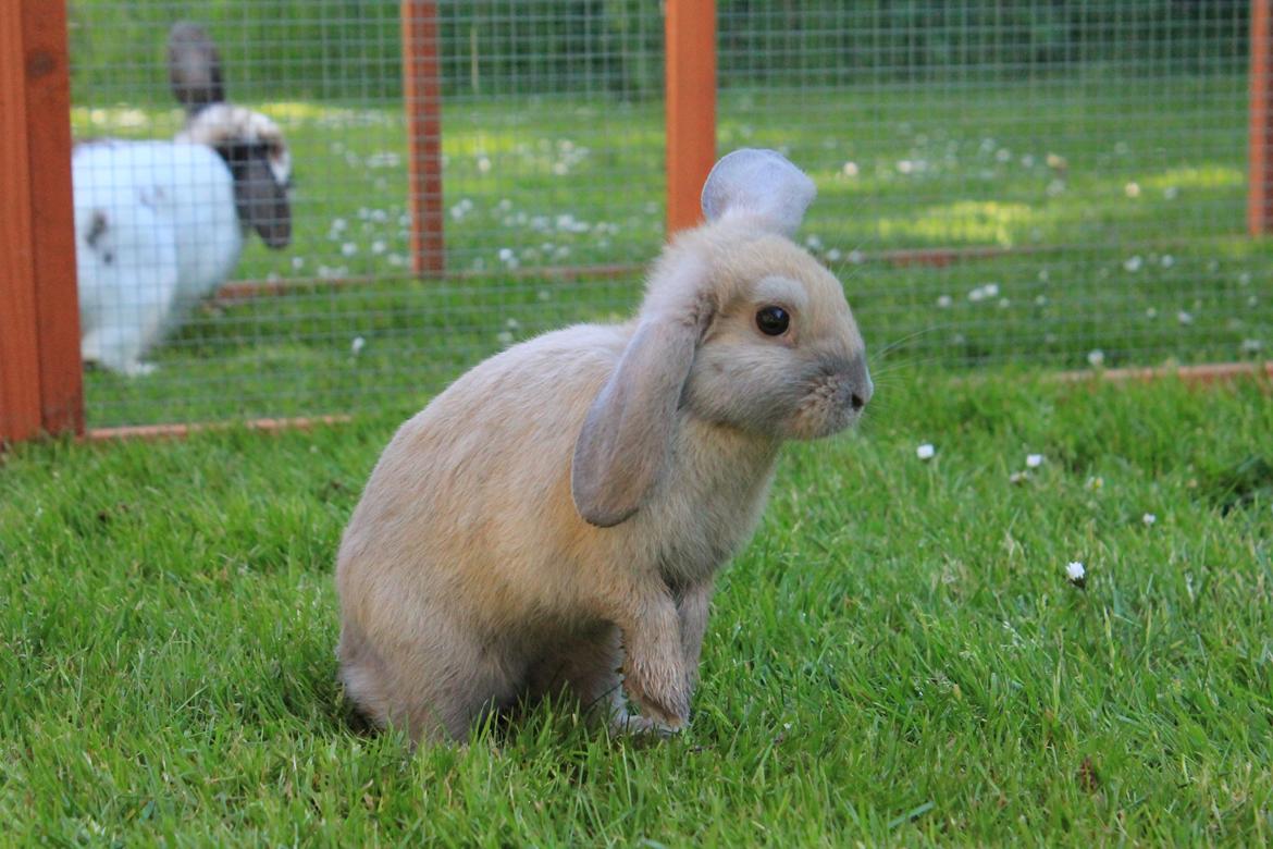 Kanin Sommerly's Jellyfish Cloud billede 11