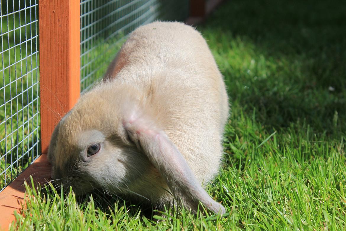 Kanin Sommerly's Jellyfish Cloud billede 12