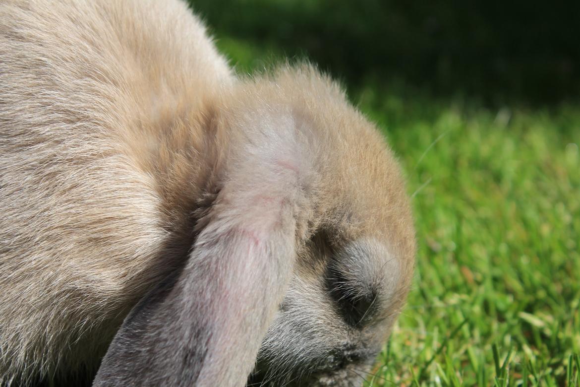 Kanin Sommerly's Jellyfish Cloud billede 13