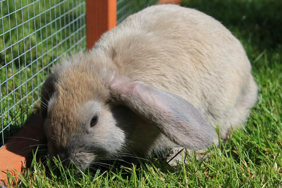Kanin Sommerly's Jellyfish Cloud billede 14