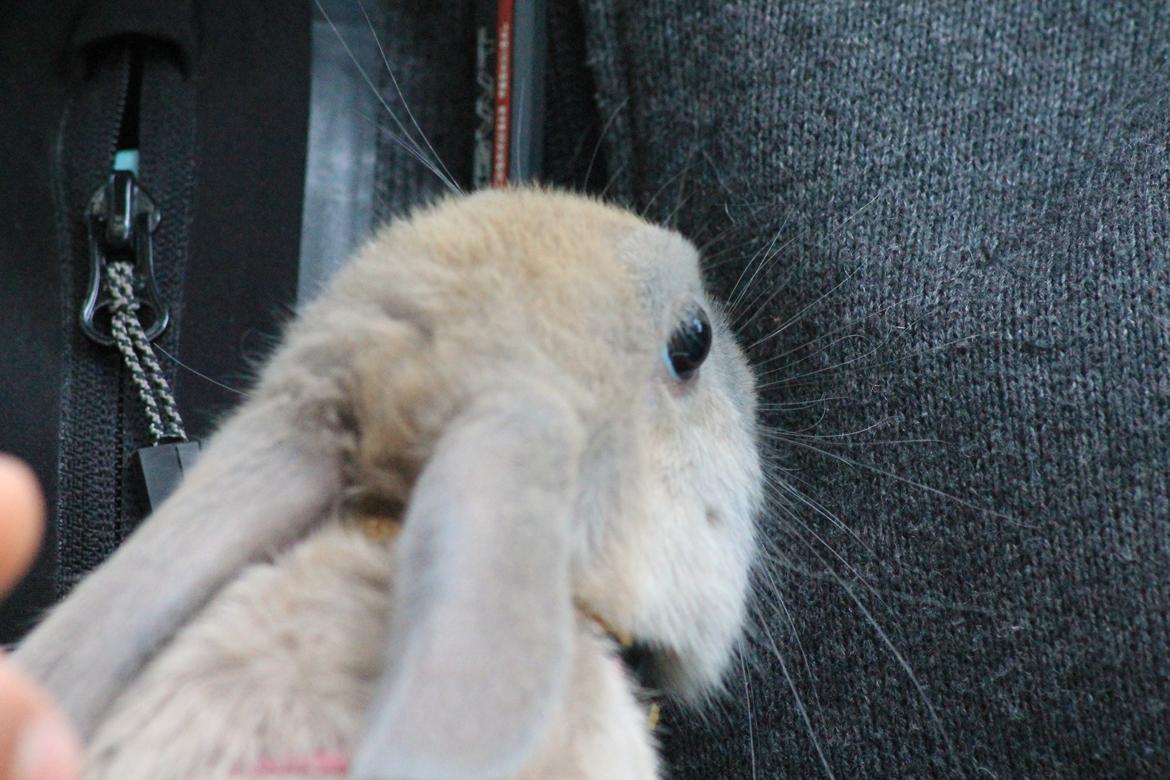 Kanin Sommerly's Jellyfish Cloud billede 15