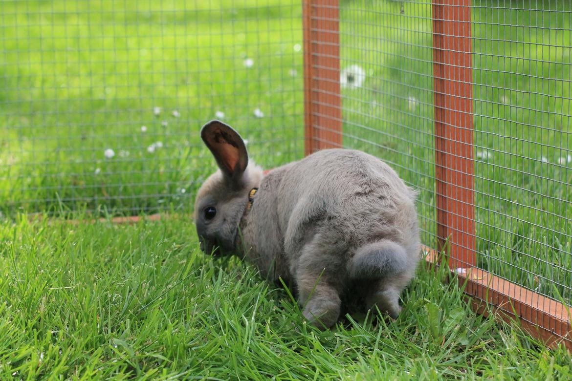 Kanin Sommerly's Jellyfish Cloud billede 16