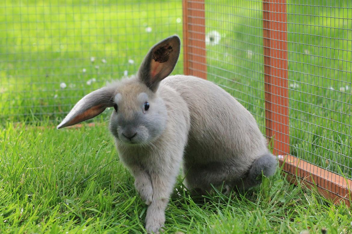 Kanin Sommerly's Jellyfish Cloud billede 17