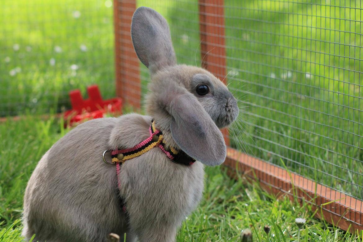 Kanin Sommerly's Jellyfish Cloud billede 18