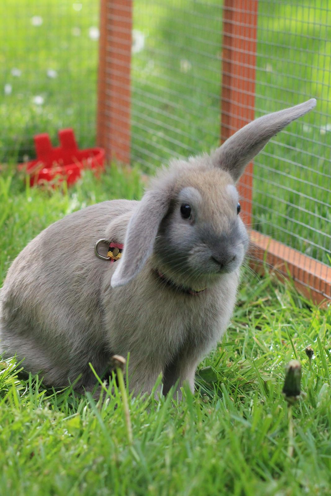 Kanin Sommerly's Jellyfish Cloud billede 19