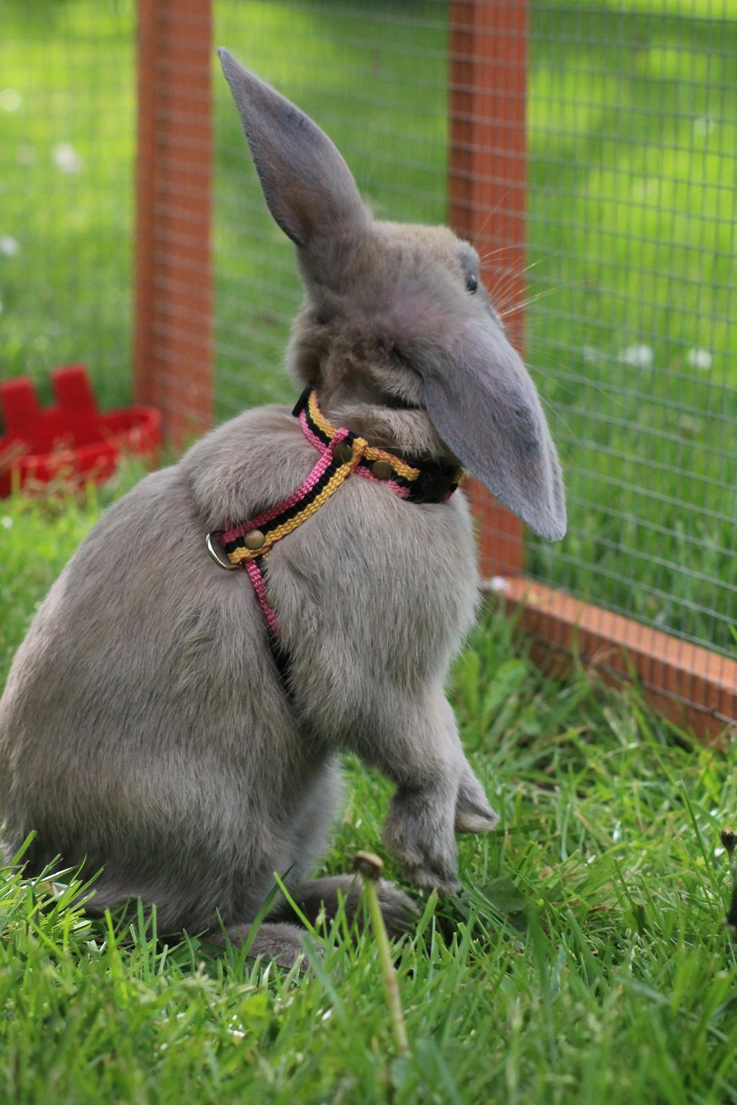 Kanin Sommerly's Jellyfish Cloud billede 20