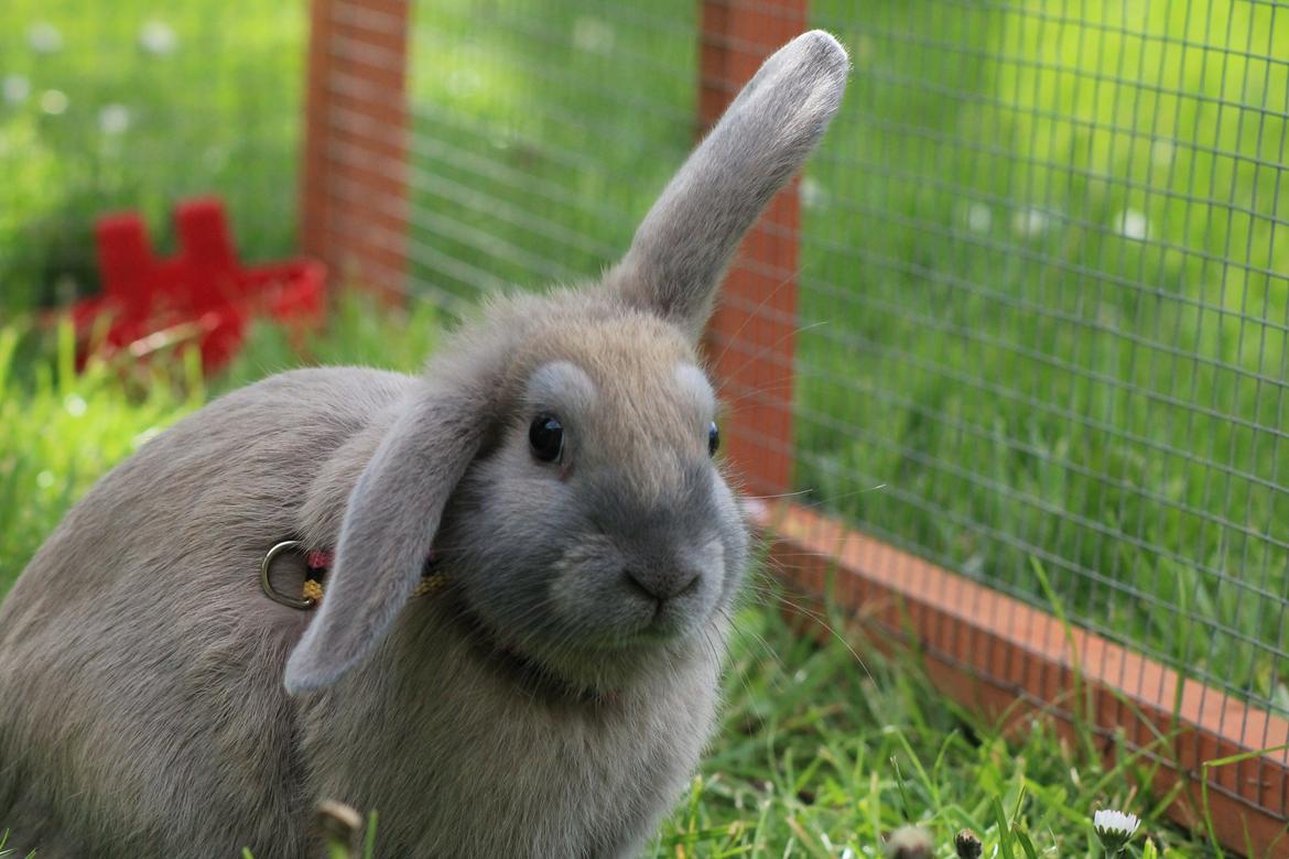Kanin Sommerly's Jellyfish Cloud billede 21
